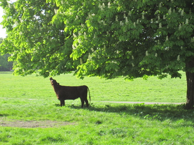 Cow Enjoying Licking a Chestnut Tree on Midsummer Common, Cambridge