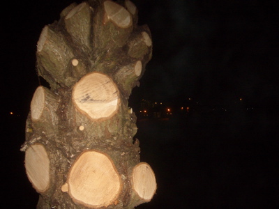 Tree in process of being felled on Midsummer Common, Cambridge