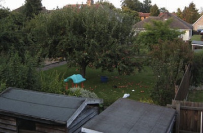 Liberal Democrat Councillors Have Approved Building a New Bungalow on the site of this tree in a Cambridge Back Garden