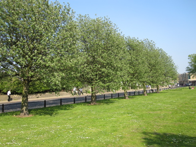 Trees the council is considering felling at New Square