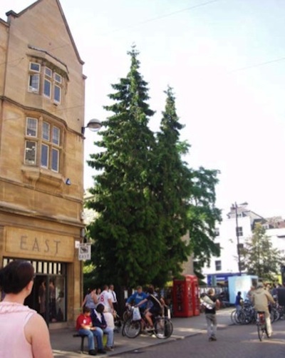 The red cedar tree the City Council are considering felling. Image from committee report.   