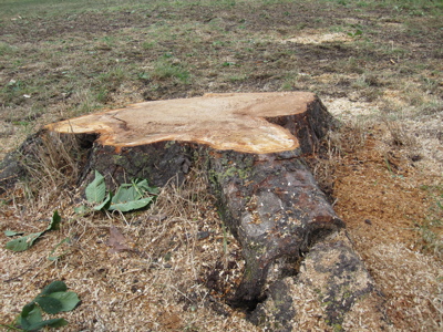 Root Opening Up