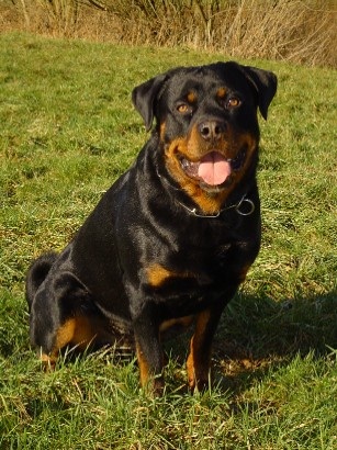 A Rottweiler, Credit:User Rostdi Wikimedia Commons