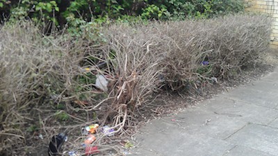 Rubbish in a hedge