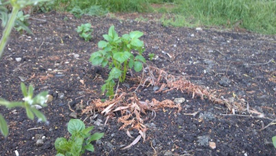 Sprouting potatoes on Stourbridge Common Cambridge