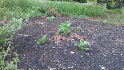 Sprouting potatoes on Stourbridge Common Cambridge