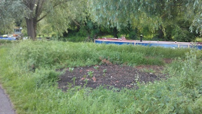 Sprouting potatoes on Stourbridge Common Cambridge