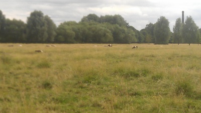 Stourbridge Common Cambridge