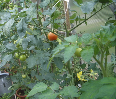Tomato plant, with a red tomato, grown in 2008 in my Nana's greenhouse
