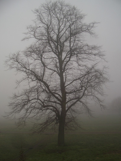 Tree, Midsummer Common, Cambridge - January 2009