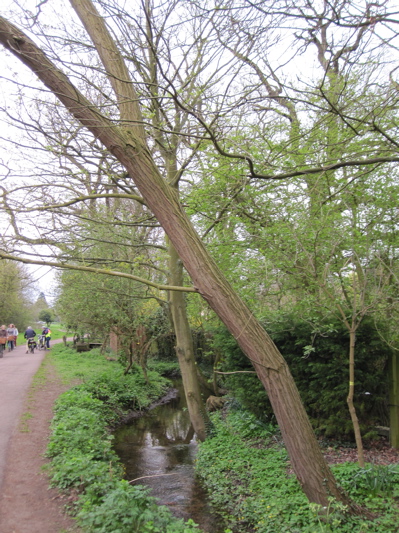 Trees on Vicar's Brook