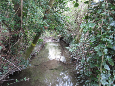 Trees on Vicar's Brook